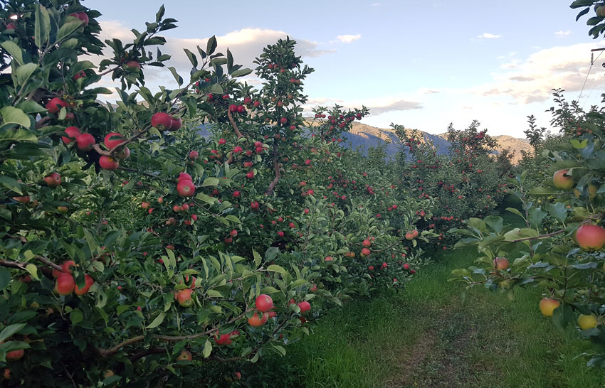 Wild at Heart Family Farm Ltd. and organic orchard in Keremeos, BC.