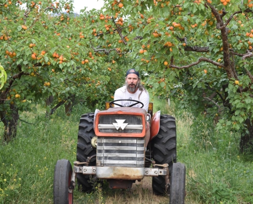 farmer on tractor in organic orchard british columbia