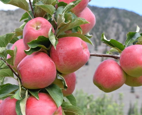 organic orchard bc apples on trees