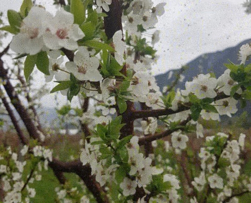 organic orchard bc blossoms