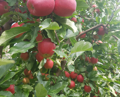 organic orchard bc fruit on trees