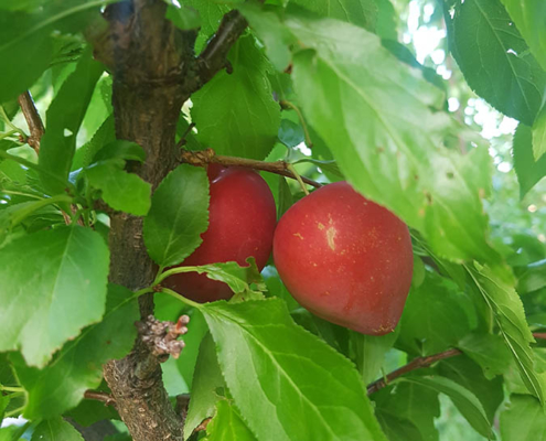 organic orchard bc fruit on trees