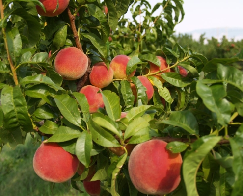 organic orchard bc peaches on trees