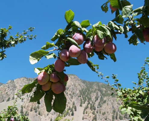 organic orchard bc plums on trees
