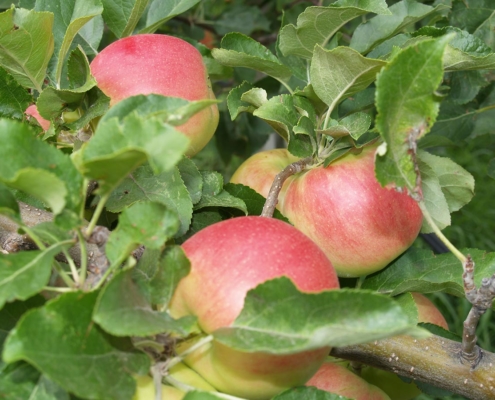 organic orchard bc sunrise apples on trees